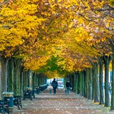People walking down a path underneath a canopy of trees
