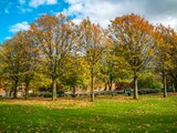 Autumn trees in All Saints Park