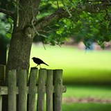 A small bird stands on a fence in a park